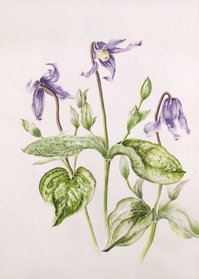 Clematis Integrifolia von Alison Cooper